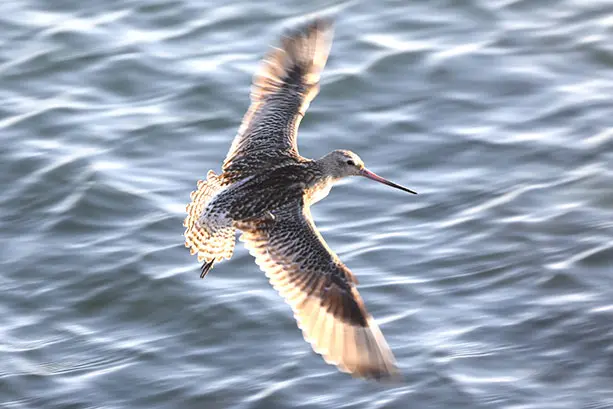 Colour photograph of a kuaka (bar-tailed godwit) in flight over the ocean with its wings spread.