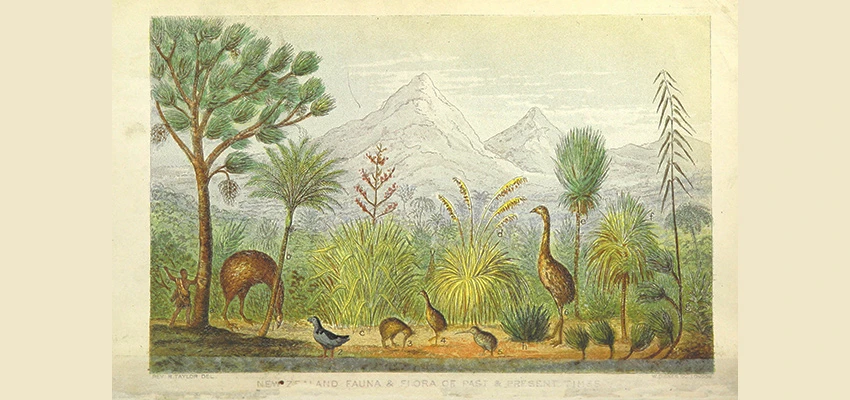 Drawing of an early NZ scene showing a Māori with a spear stalking birds in amongst NZ fauna with mountains in the backdrop