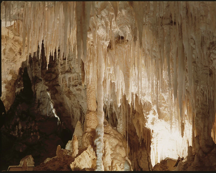 Colour photograph inside Waitomo Caves showing stalagmites and stalactites hanging from the cave ceiling.