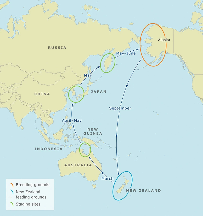 Colour map of the Pacific Ocean showing the migration route of kuaka from and to Aotearoa New Zealand. Described in image credit link: 'Bar-tailed godwits' migration route'.
