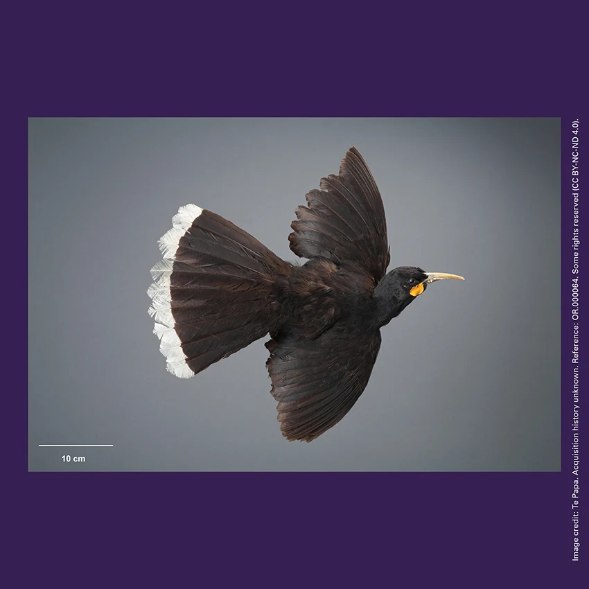 Front of curiosity card TMCC9 with an image of a huia (Heteralocha acutirostris) bird specimen