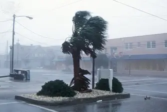 A photograph of a street during the day, in hurricane conditions. The sky is overcast. The concrete street is wet and shining. A windswept Ngaio tree is in the centre and shops and a street light can be seen in the background