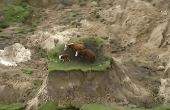 Stranded cows.