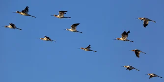 A flock of American Avocets in flight heading upwards.