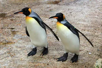Two penguins at Penguin Shore at Birdland at Bourton on the Water.