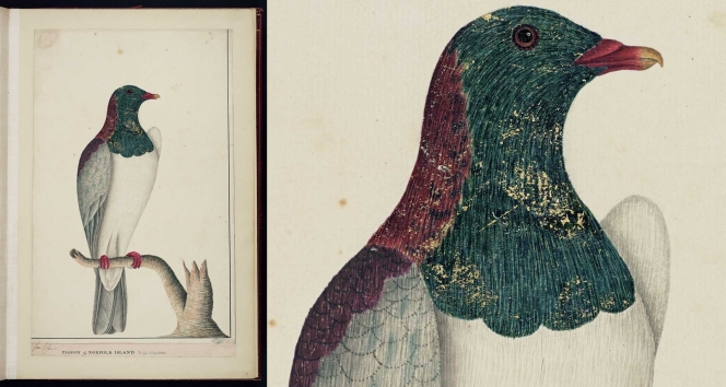 Raper, George 1769-1797: Pigeon of Norfolk Island / Geo Raper 1790. Watercolour, gold paint and ink on laid paper, 460 x 310 mm. Alexander Turnbull Library Ref: E-327-f-001