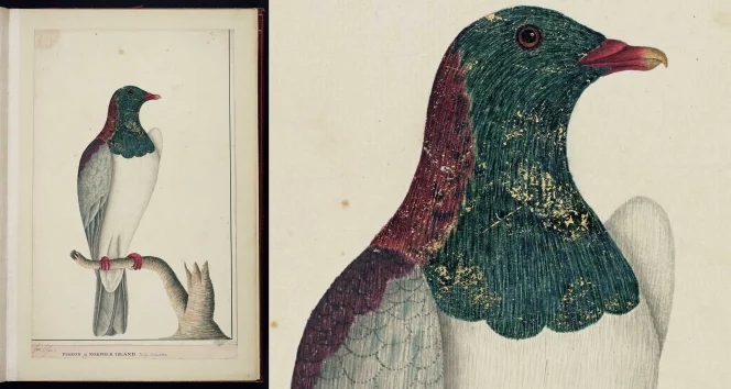 A beautiful milestone | National Library of New Zealand