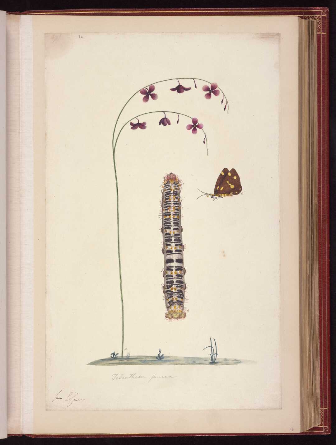 flower, caterpillar and Spotted moth, nyctemera amica