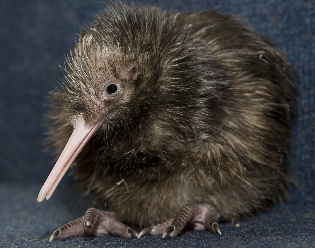 A newly hatched kiwi chick.