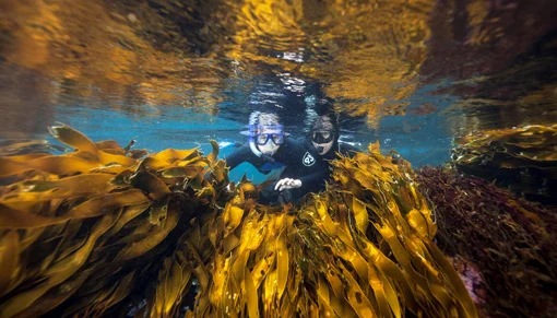 Steve and Riley in diving gear swimming through kelp.
