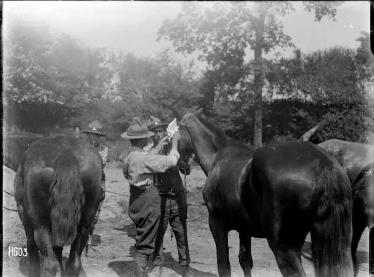 World War I veterinarians bandaging a horse's eye, Louvencourt, France. Royal New Zealand Returned and Services' Association :New Zealand official negatives, World War 1914-1918.