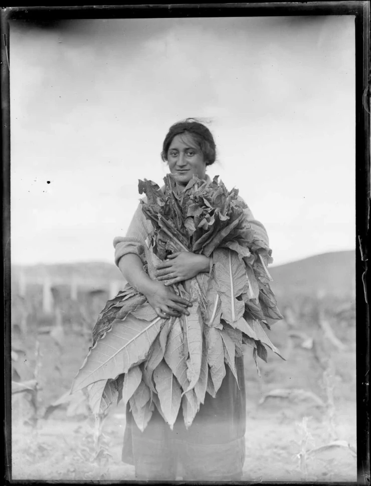 A black and white photo of a Māori woman standing in a harvested field while holding a huge bunch of large tobacco leaves.