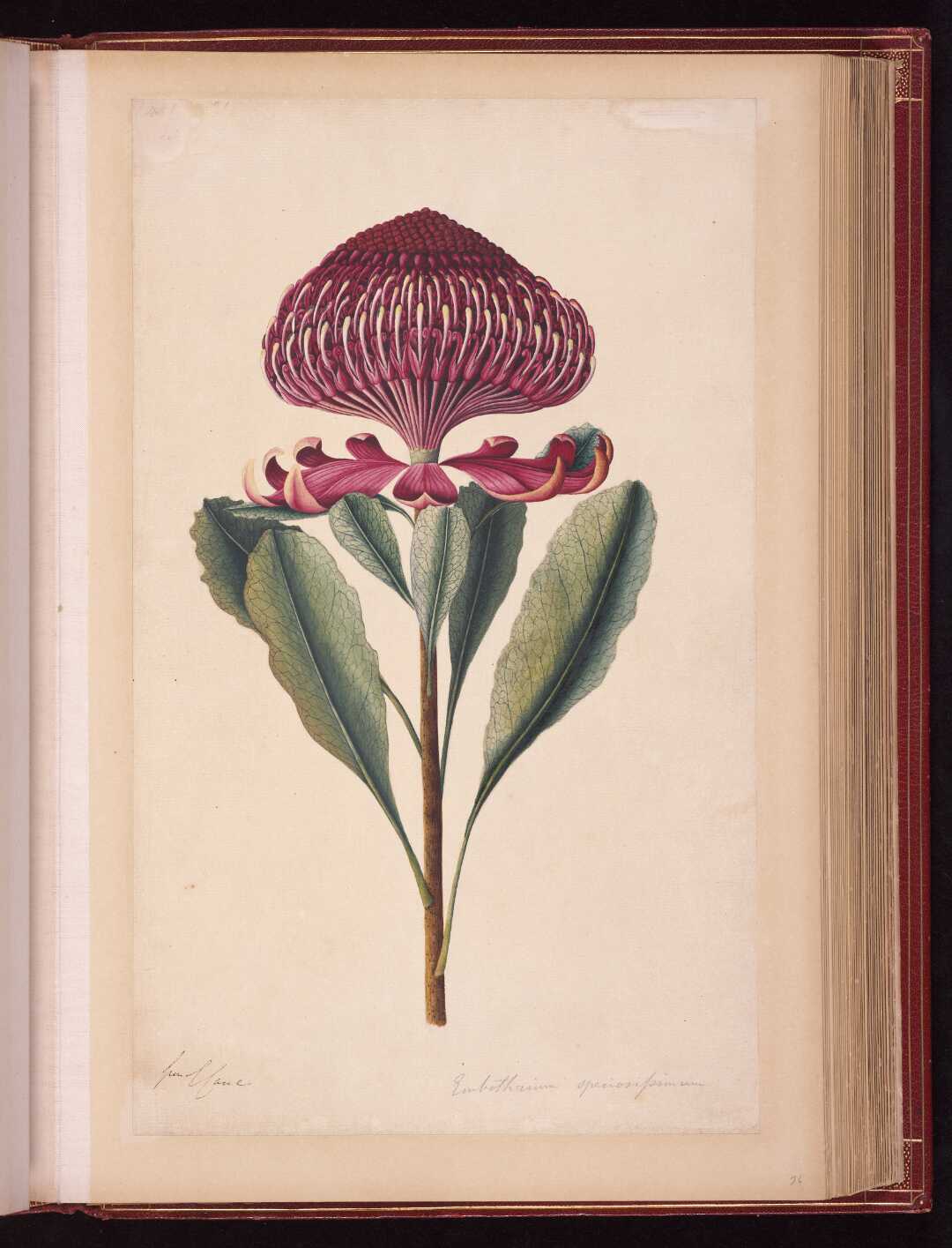 Embothrium speciosiformum