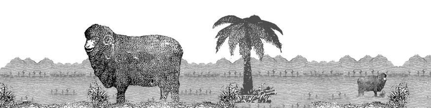 Sheep, hills and punga.