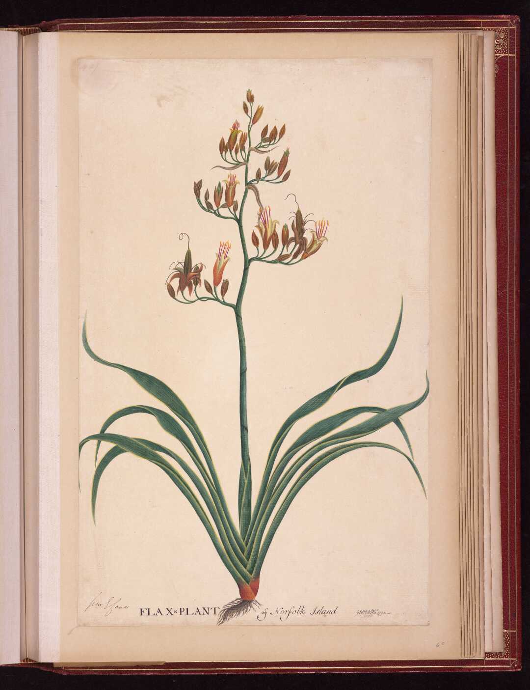 Raper, George, 1769-1797: Flax-plant of Norfolk Island / Geo Raper 1790. Watercolour and ink on laid paper 460 x 310 mm. Alexander Turnbull Library Ref: E-327-f-060