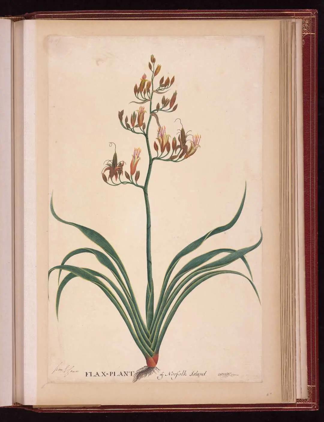 A beautiful milestone | National Library of New Zealand