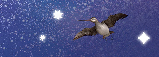 Colour artwork showing a kuaka (bar-tailed godwit) flying with stars in the background.