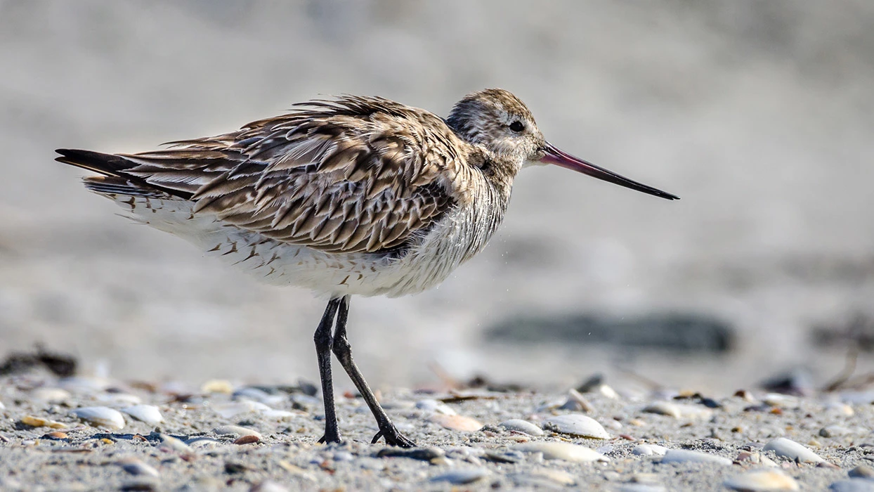 Colour photograph of a kuaka (bar-tailed godwit) standing on the beach, showing its streaked feathers.