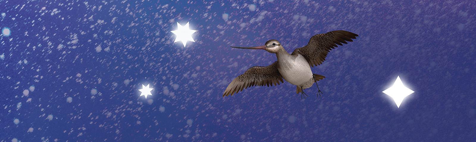 Colour artwork showing a kuaka (bar-tailed godwit) flying with stars in the background.