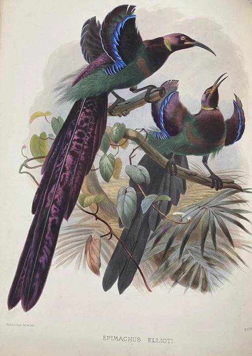 Colour illustration of two birds captioned with the text Epimachus Ellioti.