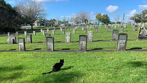 A black cat at Waikumete Cemetery.