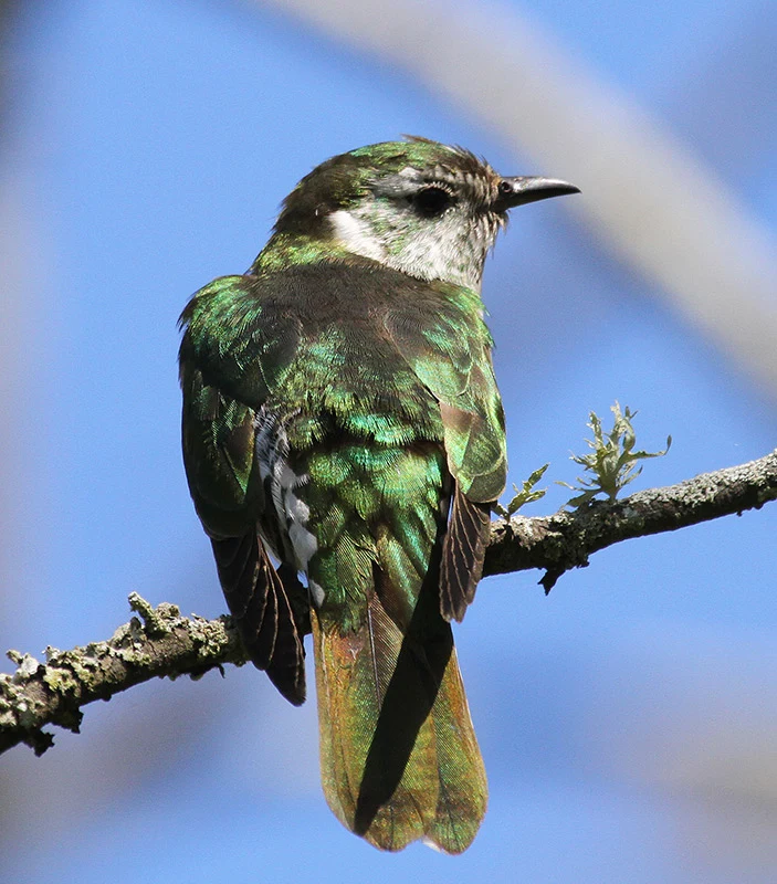 Colour photograph showing the dorsal view of an adult pīpīwharauroa (shining cuckoo) sitting on a branch.