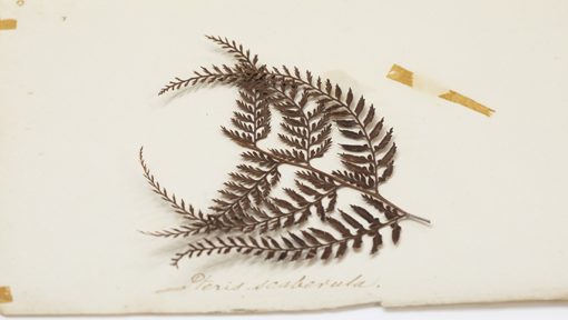 Dried plants on a piece of paper with copperplate writing underneath. 