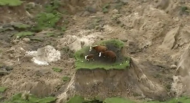 Stranded cows.