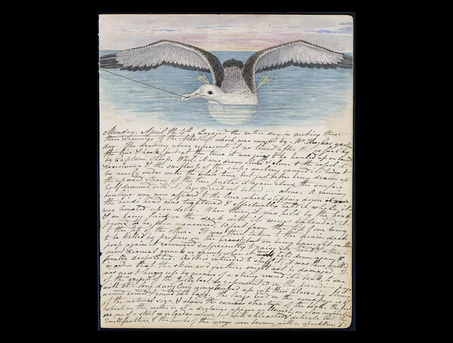 Page in a diary showing a drawing of a captured toroa (albatross) and the diary entry below.