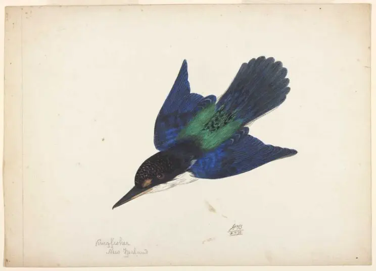 A hand-drawn and coloured bird with blue and green feathers swooping downwards. 