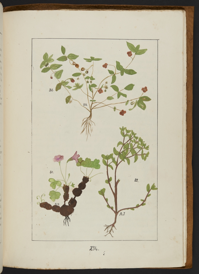 Page showing illustrations of more plants.