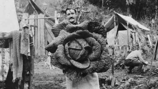 A man holds a huge cabbage that appears to have just been harvested. 