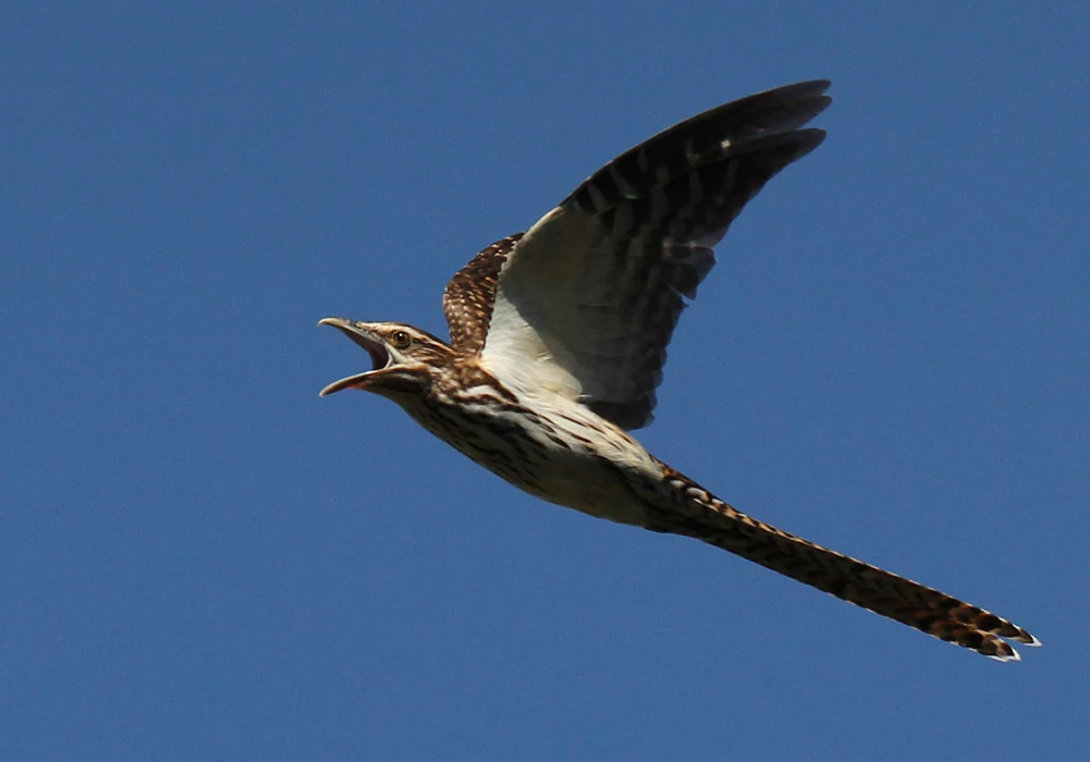 Colour photograph of a long-tailed cuckoo in flight with its mouth open.