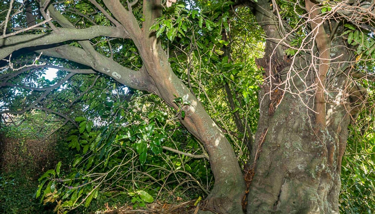 Trunk and branches of the titoki tree