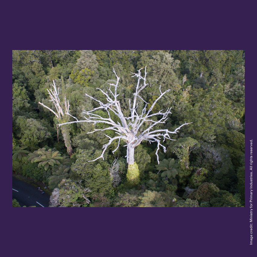 Front of curiosity card TMCC18 with an image of a kauri tree that has died from kauri dieback disease