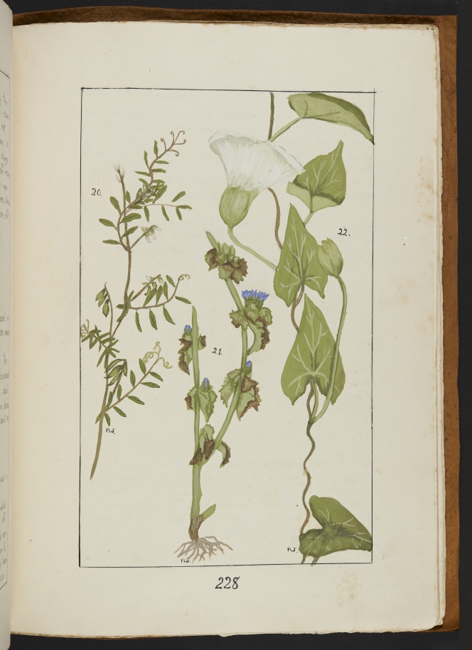 Coloured illustrations of several plants.