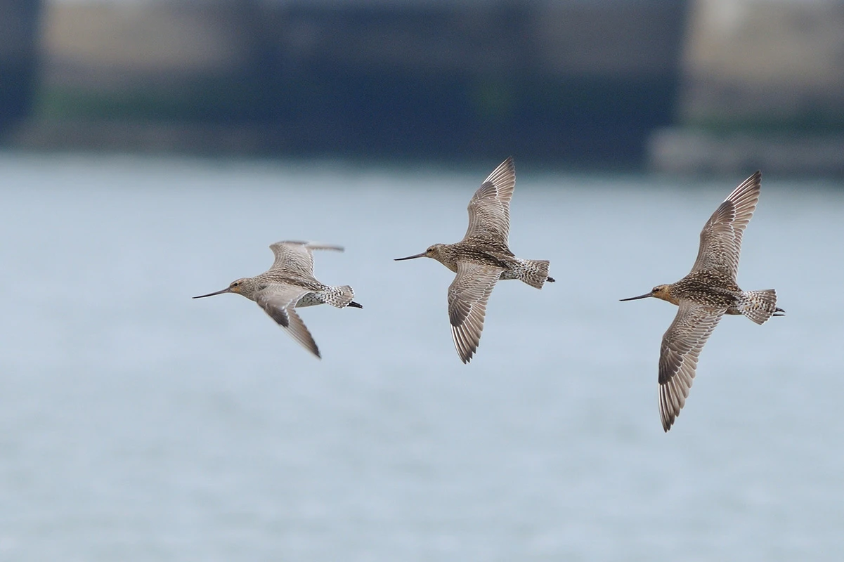 Colour photograph showing 3 kuaka (bar-tailed godwits) flying together above blue water.