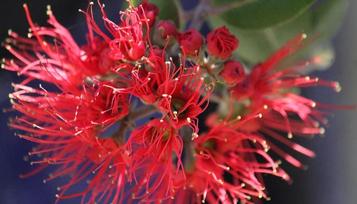 Close-up of the crimson flower of a pohutukawa tree - Metrosideros excelsa.