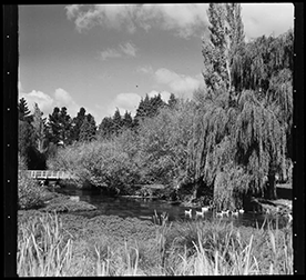River with swans swimming on it and weeping willow at the river's edges.