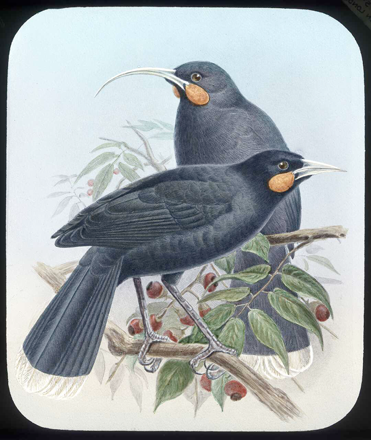 Two birds on a tree, birds are black with long beaks and orange under their eyes.