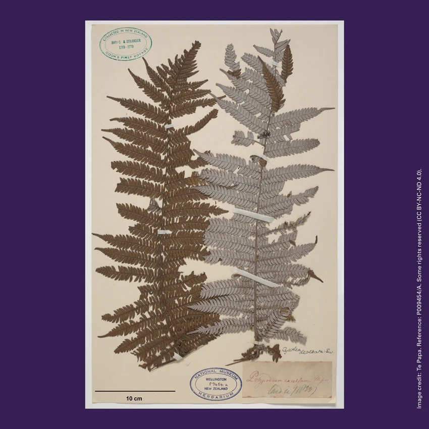 Front of curiosity card TMCC8 with an image of the silver fern (Cyathea dealbata) specimen collected by Joseph Banks and Daniel Solander