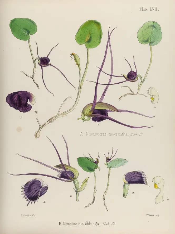 Botanical illustration from plate 57 of Joseph Dalton Hooker's The botany of the Antarctic voyage of H.M. discovery ships Erebus and Terror.