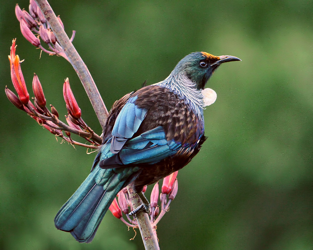 discovering-new-zealand-birds-by-sandra-morris-national-library-of