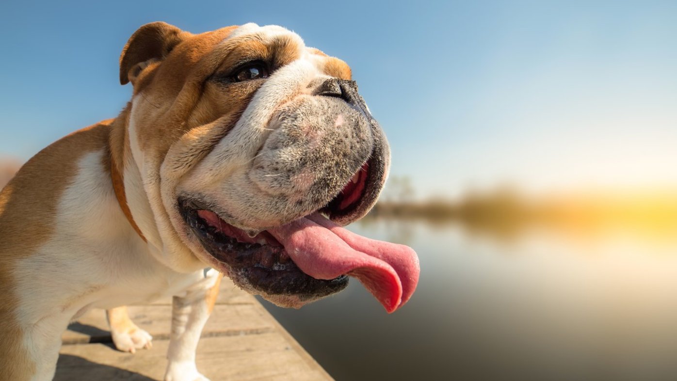 Bulldog with tongue sticking out