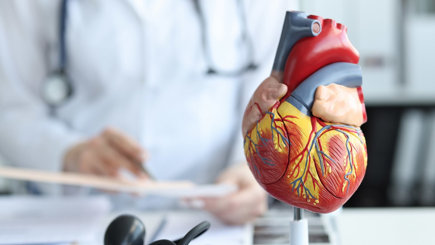 Doctor sitting at desk with a model heart