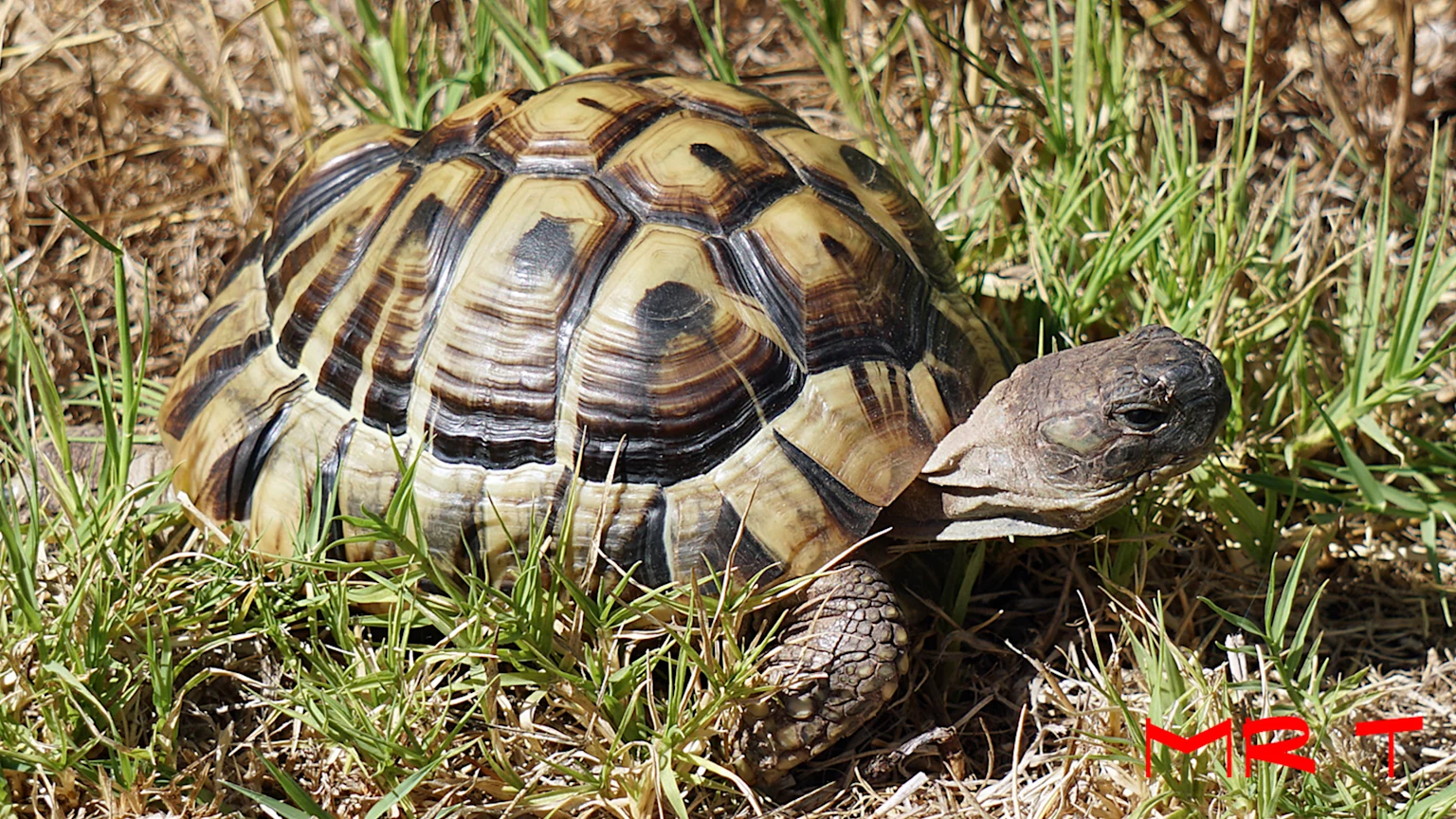 Mr T, pet tortoise of San Diego's Michael Garrido