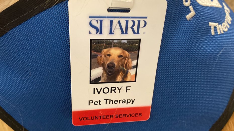 Ivory the therapy dog at Sharp Grossmont Hospital