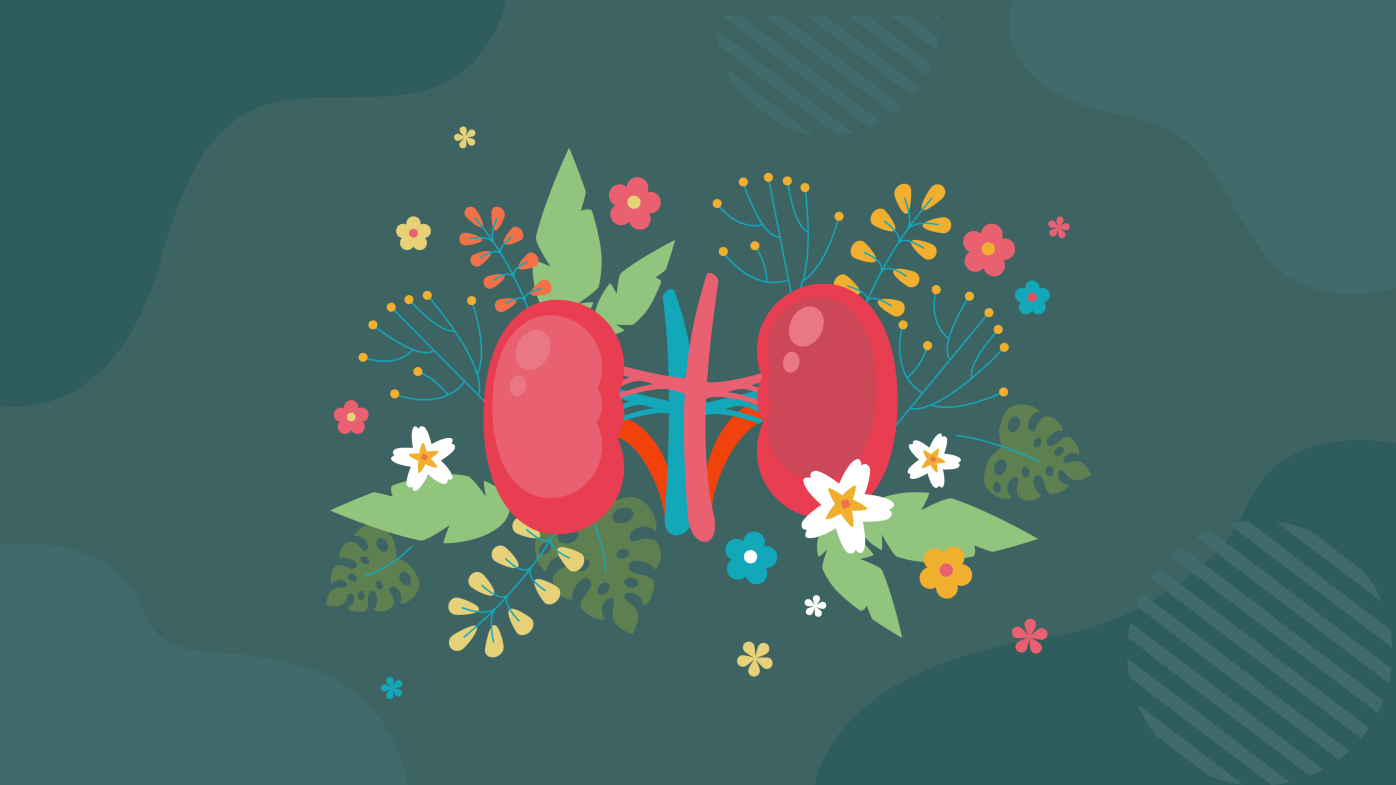 Illustration of kidneys and flowers