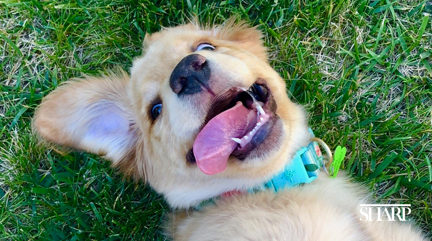 How Can I Make My Puppys Teeth Less Sharp