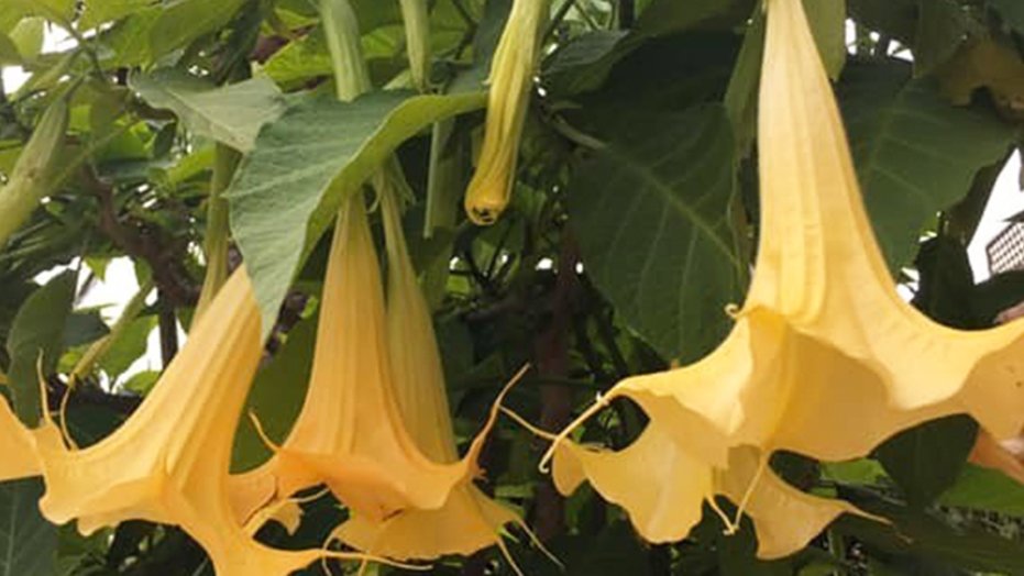 Angel's trumpet